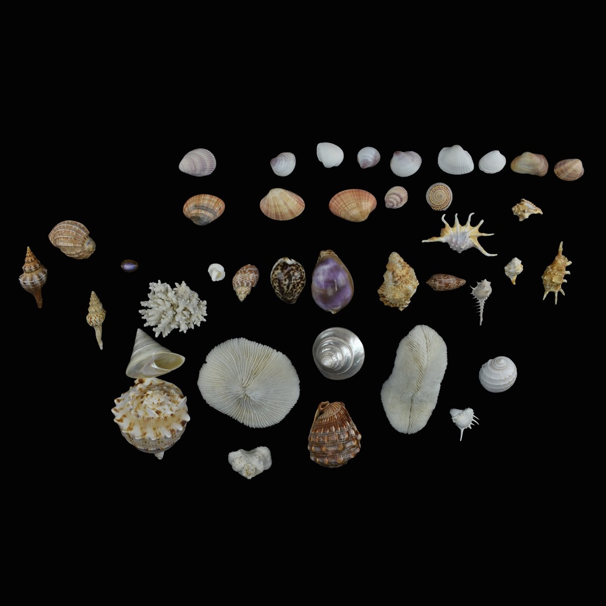 Large Collection Of Assorted Shells