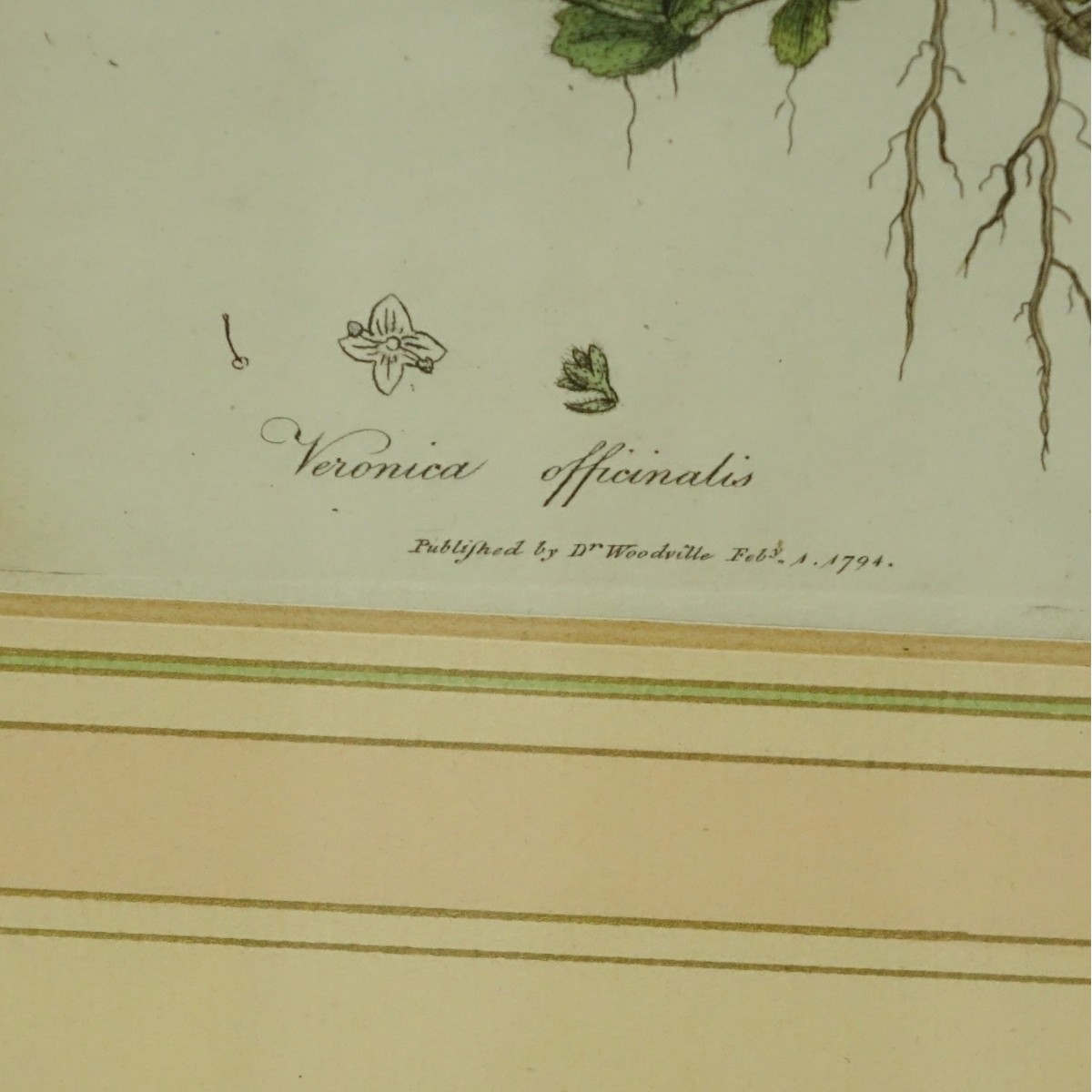 Alfred Adlard and Dr Woodville Botanical Prints