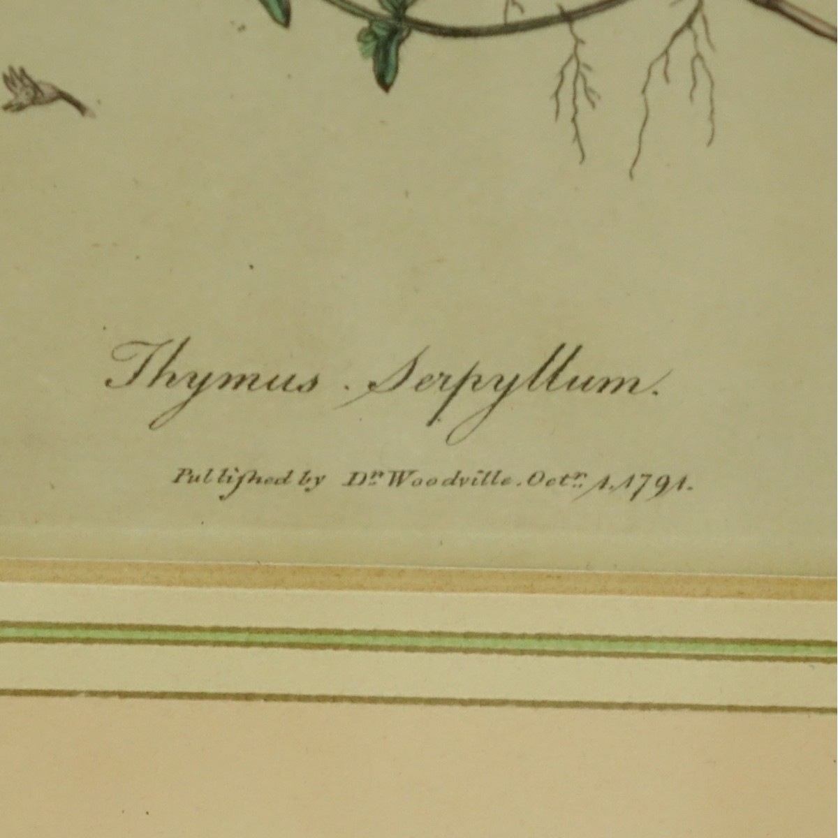 Alfred Adlard and Dr Woodville Botanical Prints