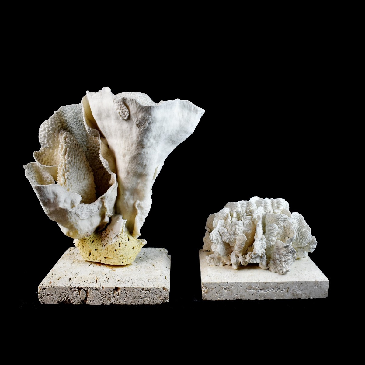 Two Natural Mounted Coral Fossil Sculptures