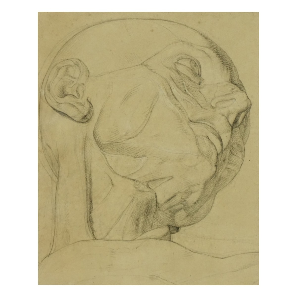 Anatomical Sketch