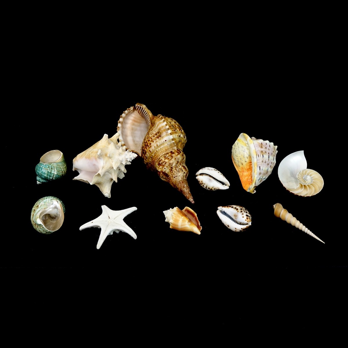 Lot of Sea Shells