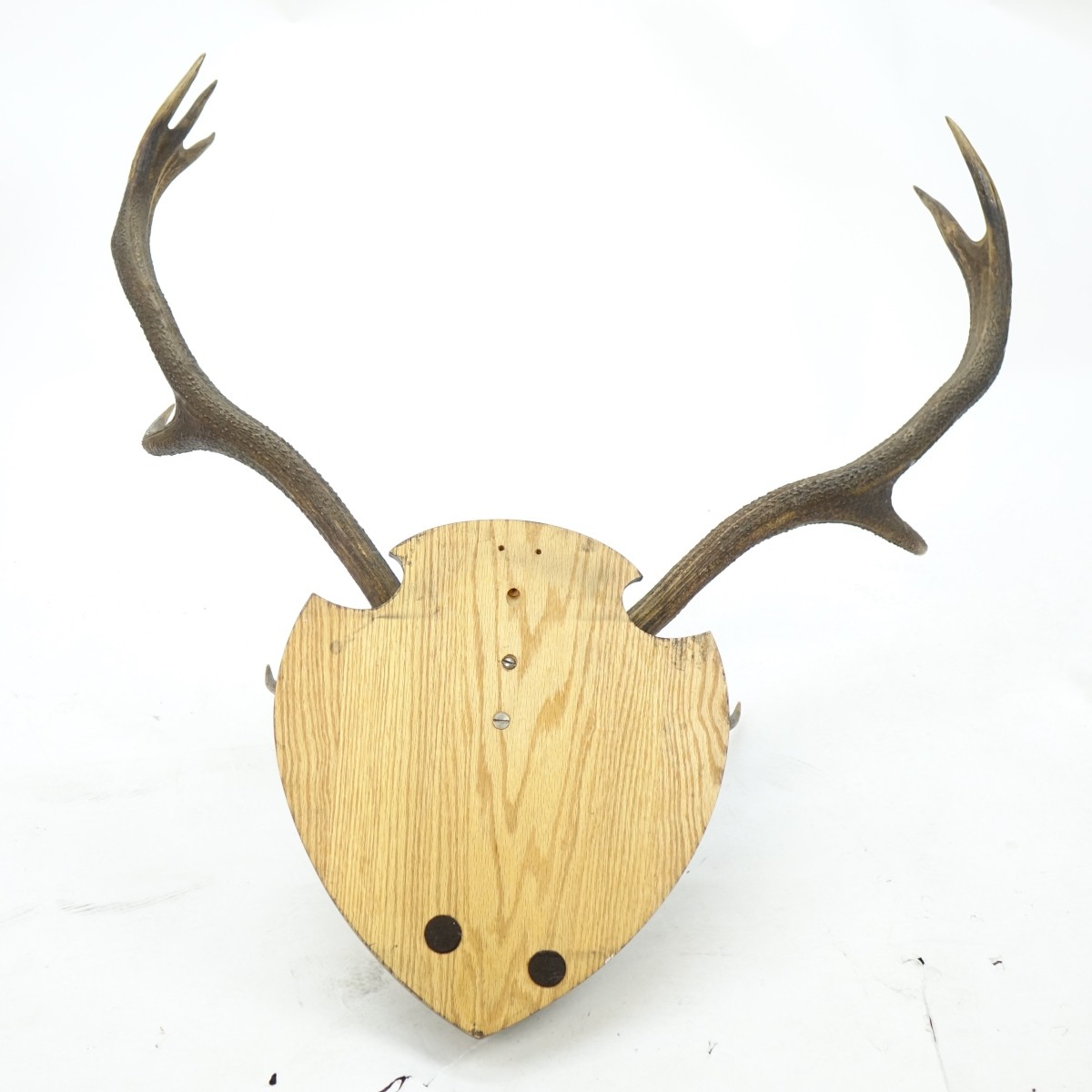 Deer Skull Taxidermy with Antlers