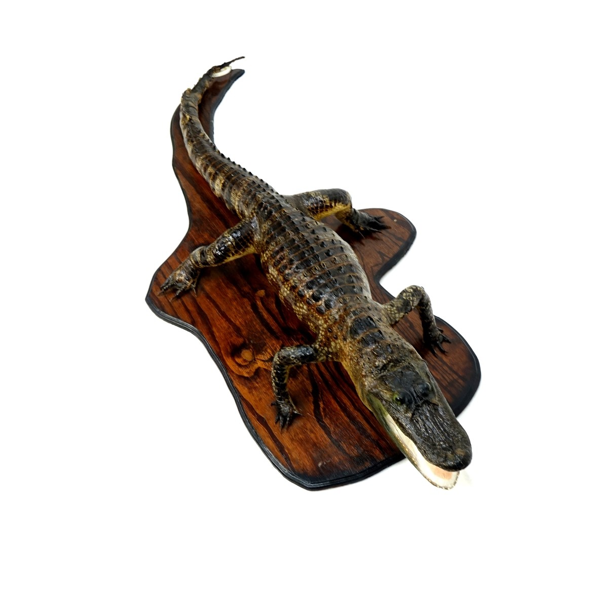 Full Alligator Taxidermy