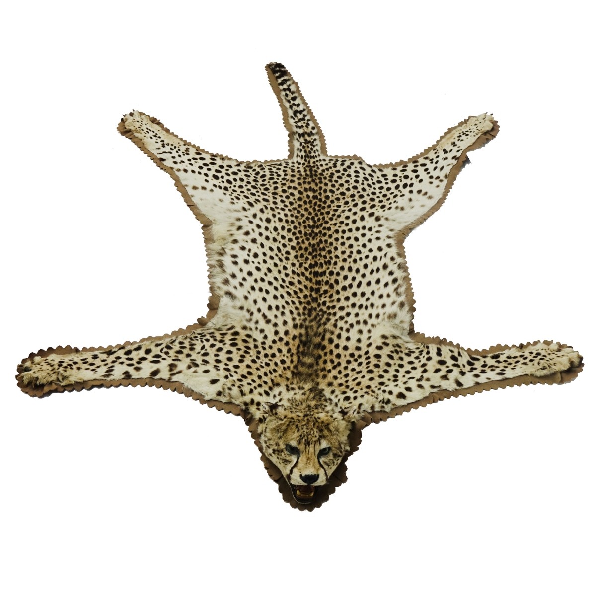 Mounted Cheetah Skin