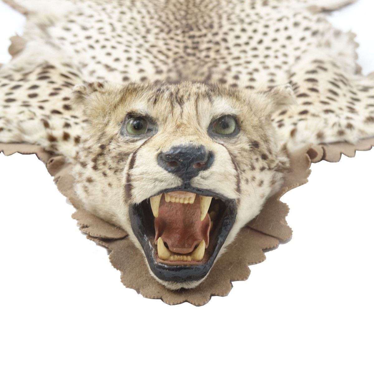 Mounted Cheetah Skin