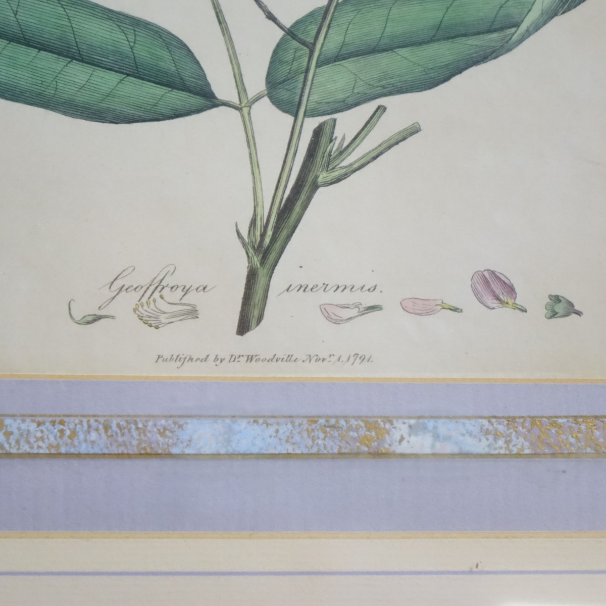 Four (4) Botanical Handcolored Engravings