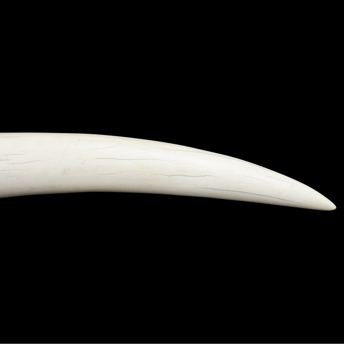 Lg African Carved Tusk