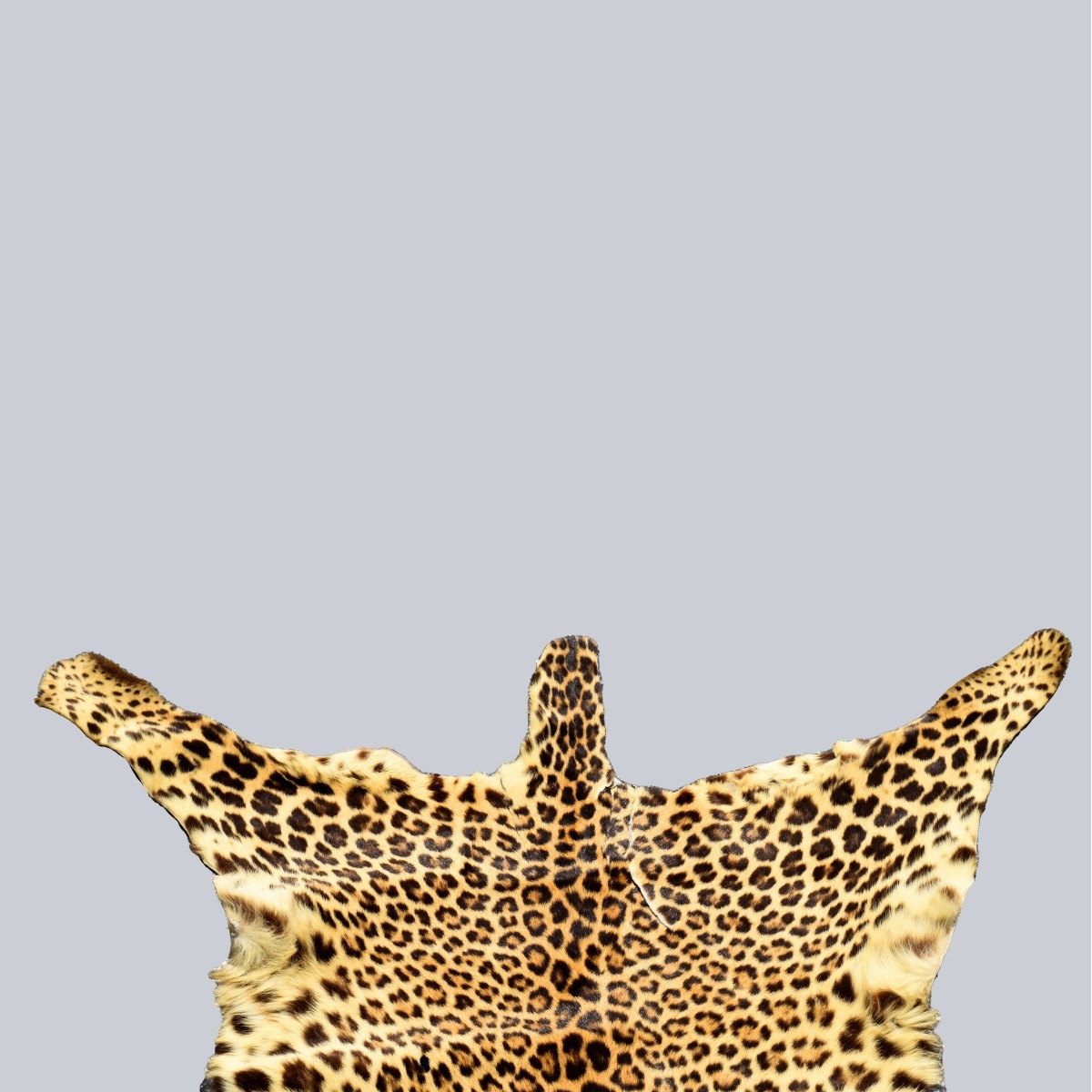 Genuine Leopard Skin Rug