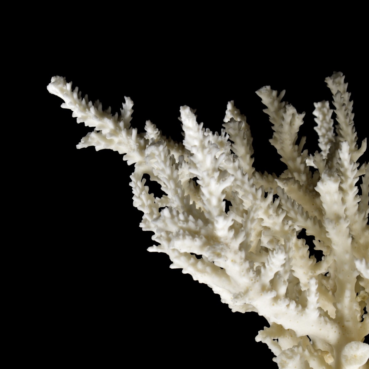 Natural Coral Branch Specimen