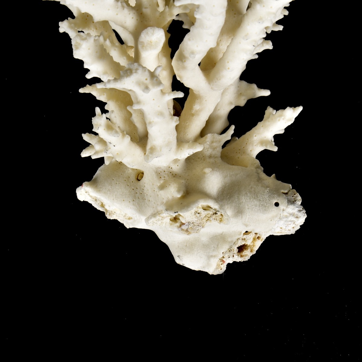 Natural Coral Branch Specimen