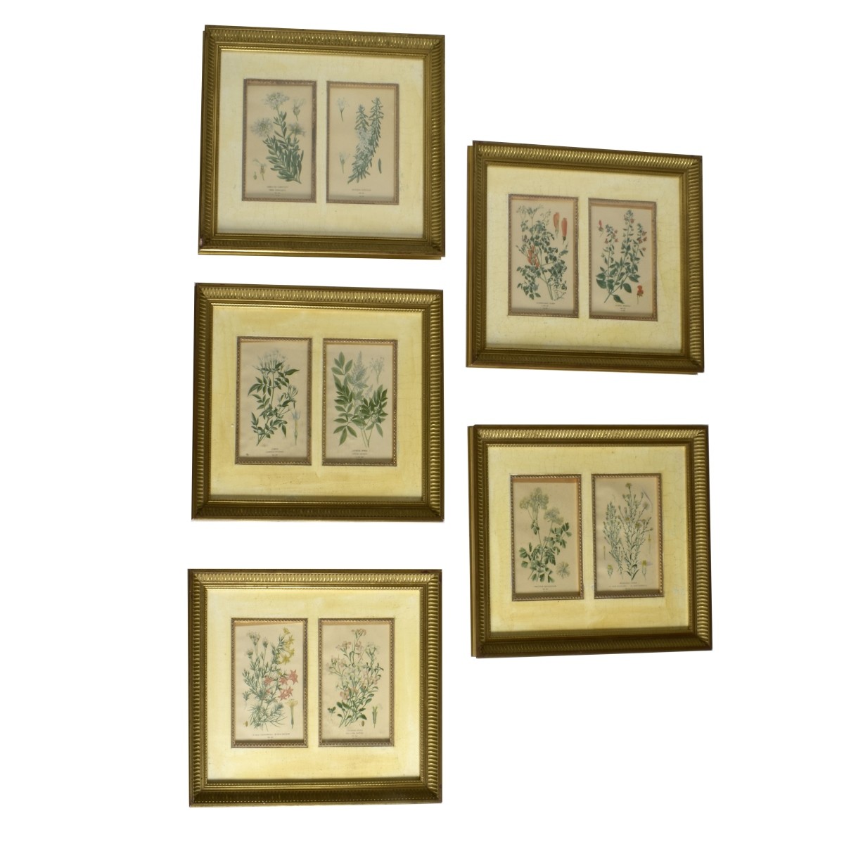Five Antique Botanical Engravings
