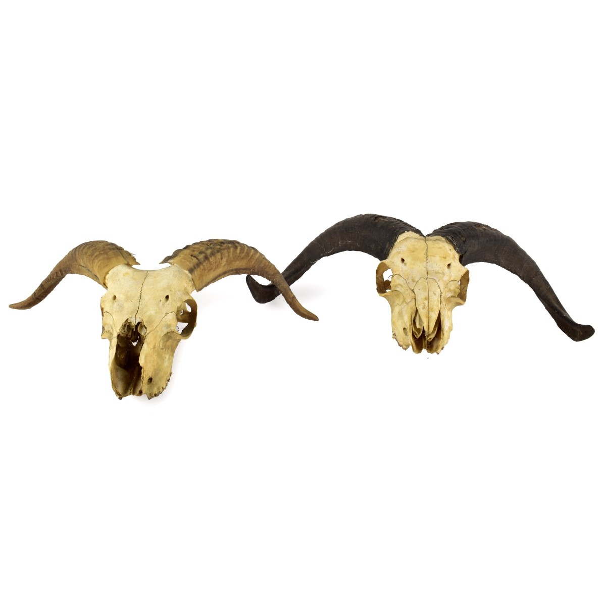 Two Vintage Goat Skull Hanging Taxidermy