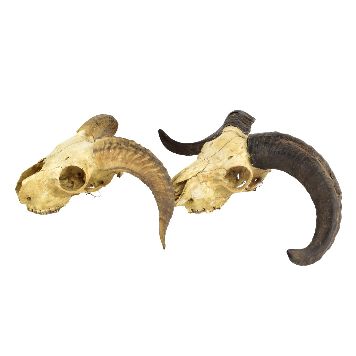 Two Vintage Goat Skull Hanging Taxidermy
