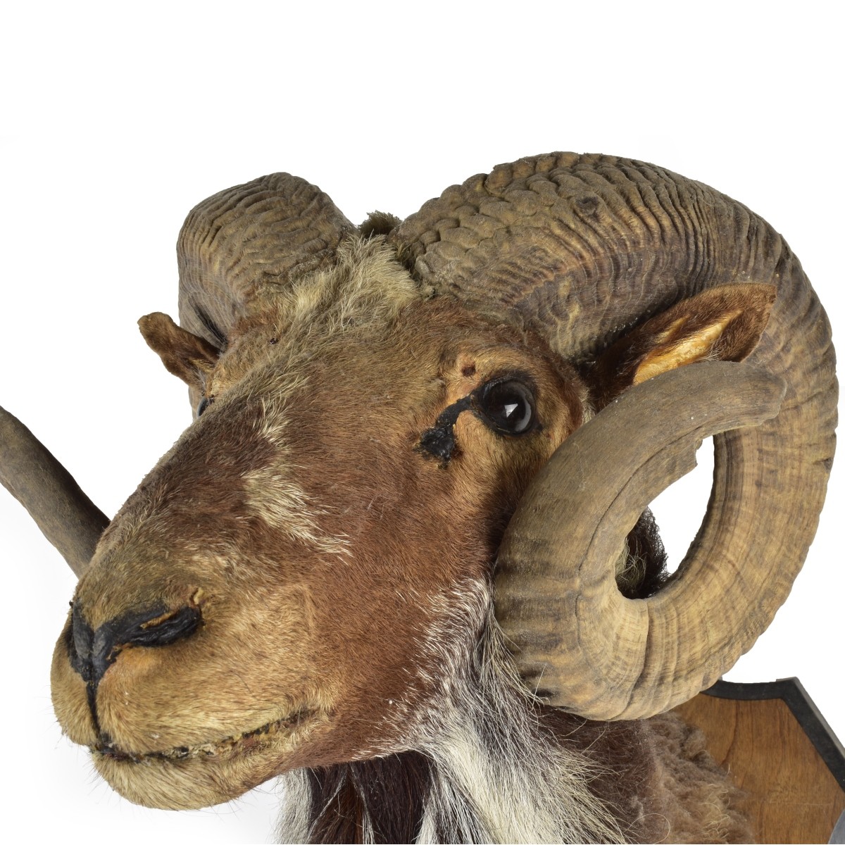 Large Ram's Head Taxidermy