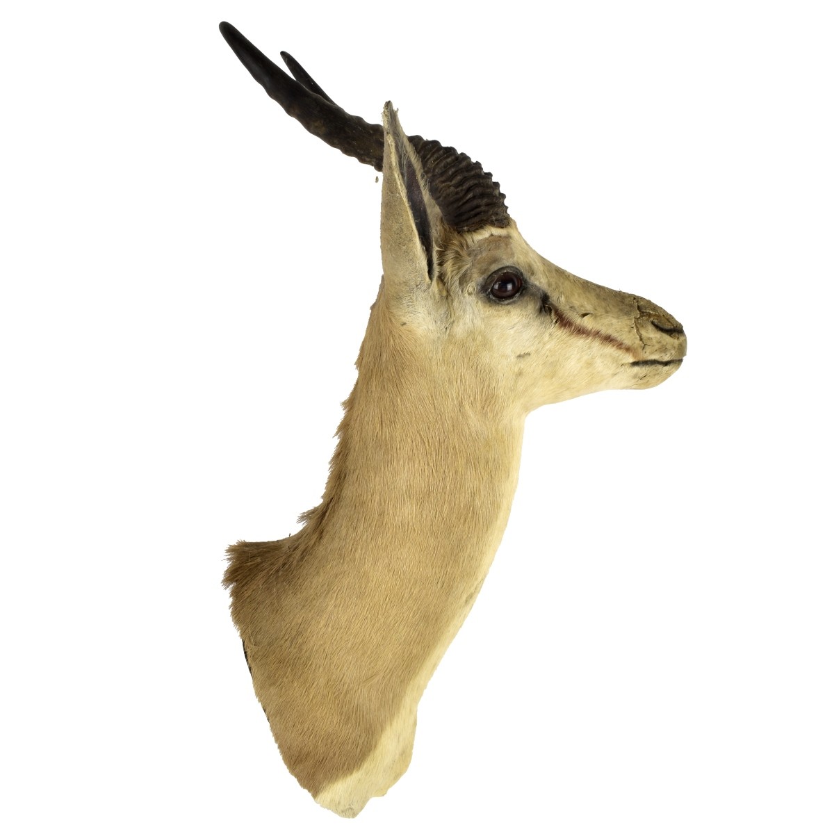 Large Gazelle Head Taxidermy