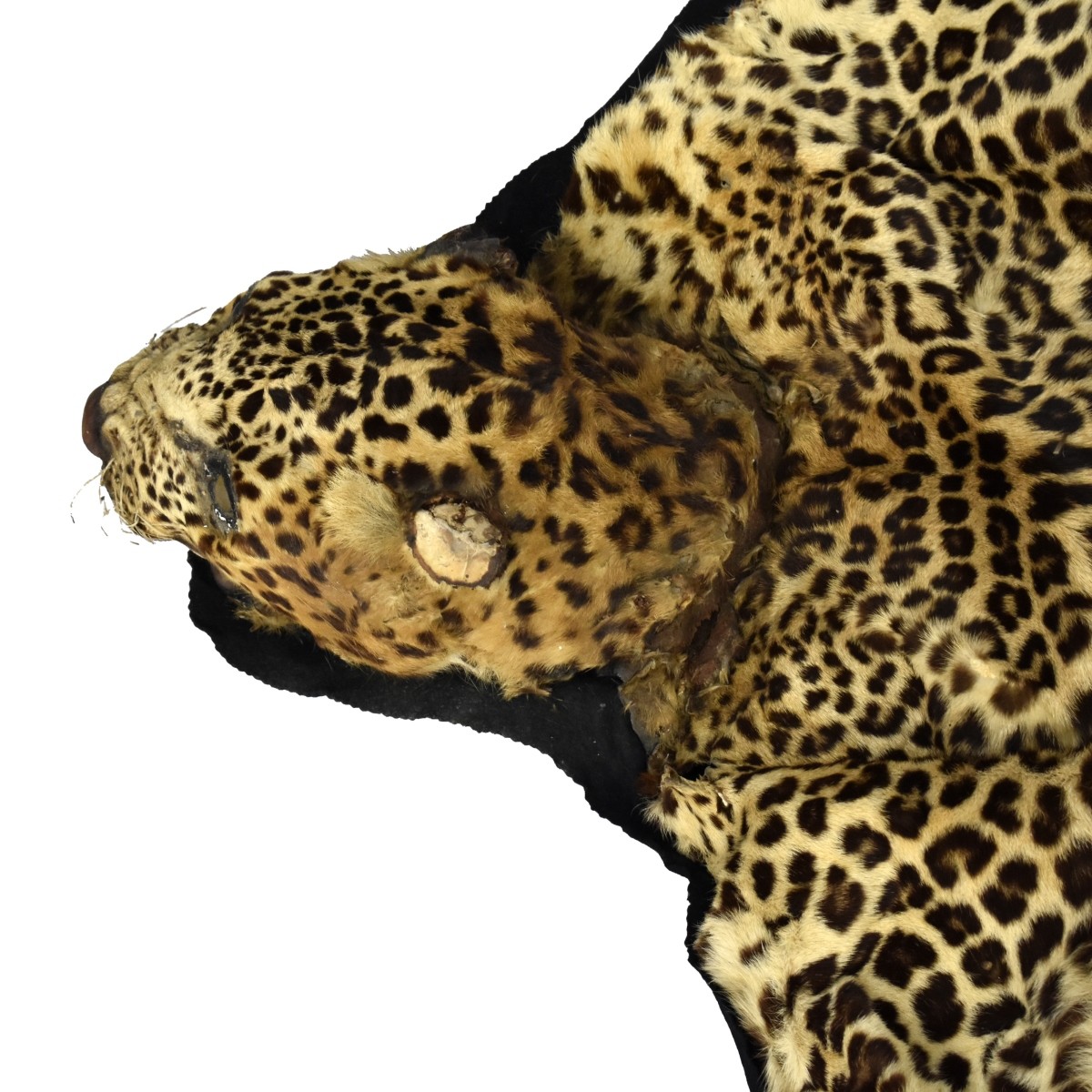 Vintage Leopard Taxidermy Rug