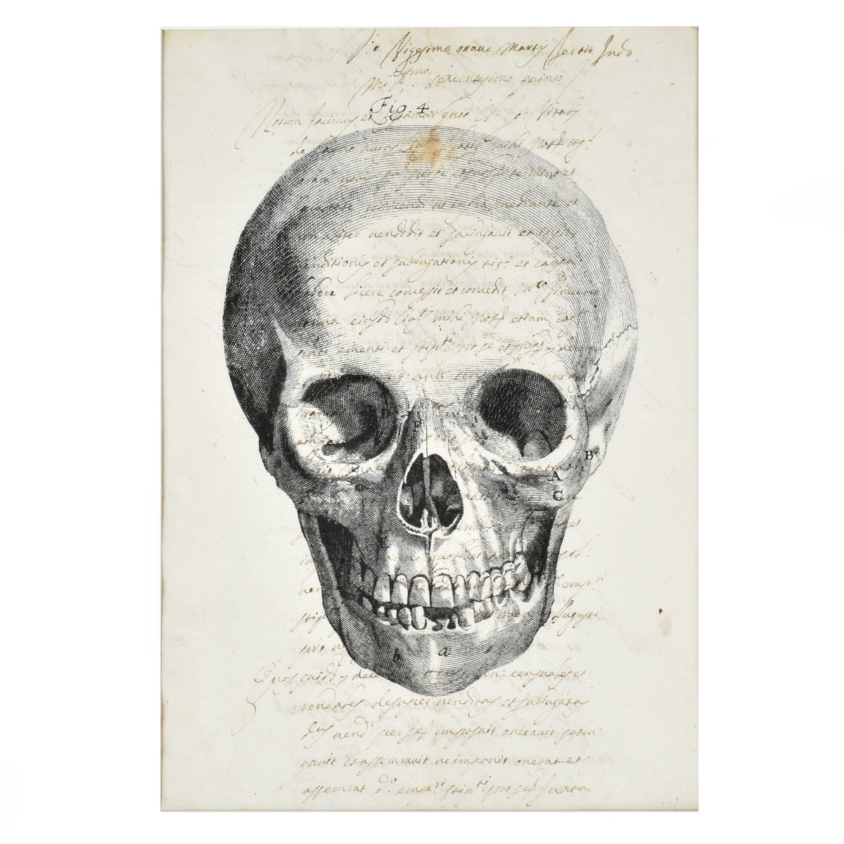 Memento Mori Etching of a Skull