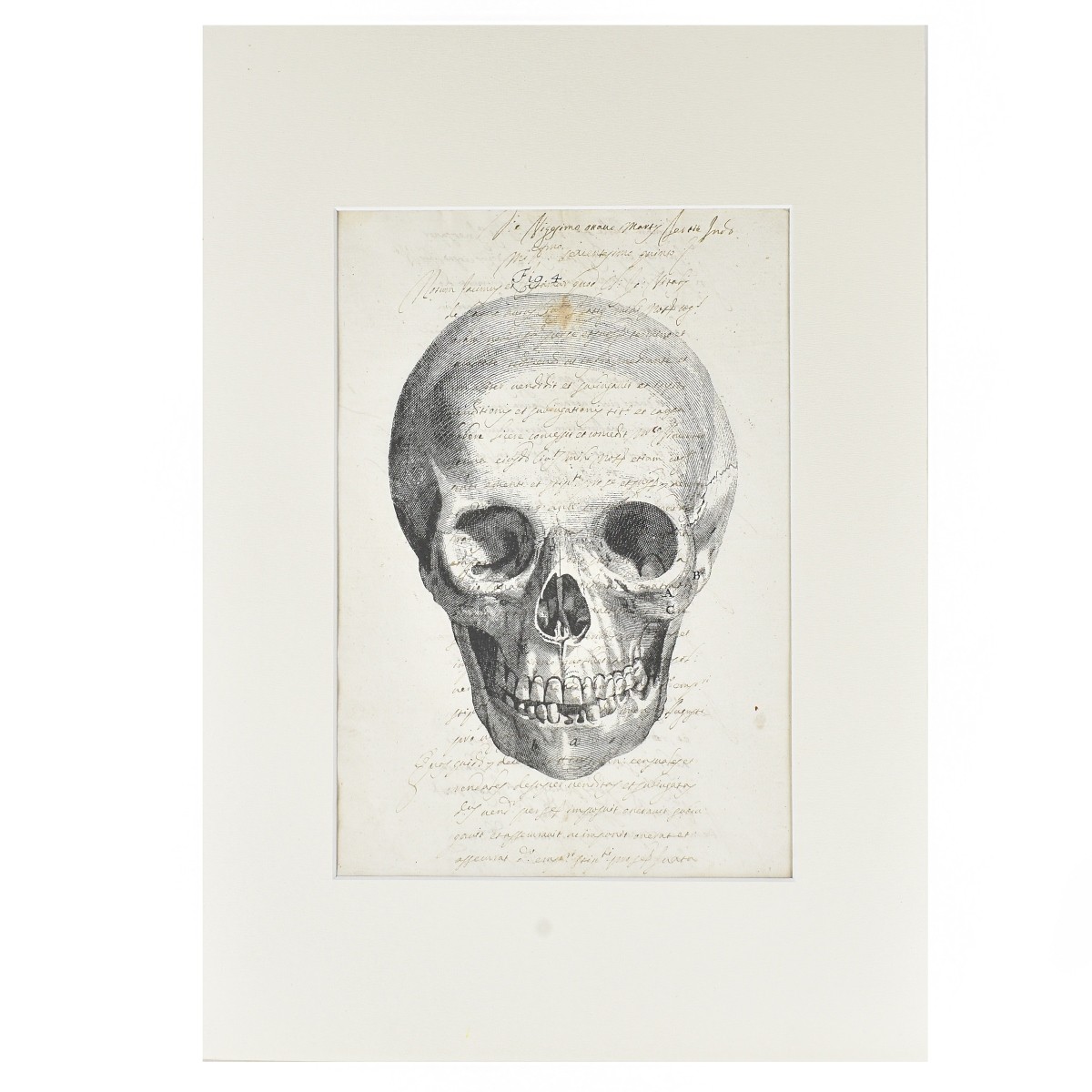 Memento Mori Etching of a Skull