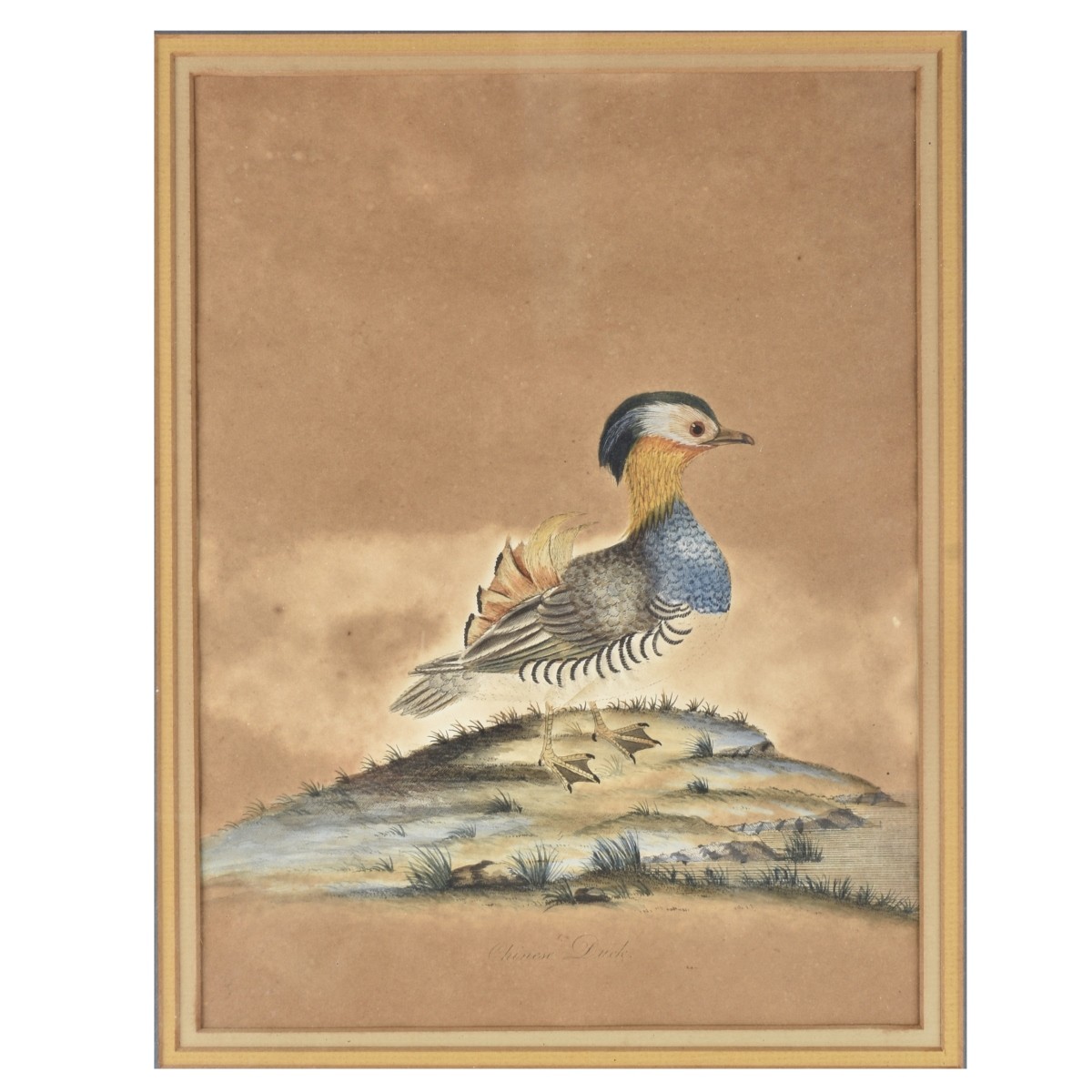 Hand-colored Print "Chinese Duck"