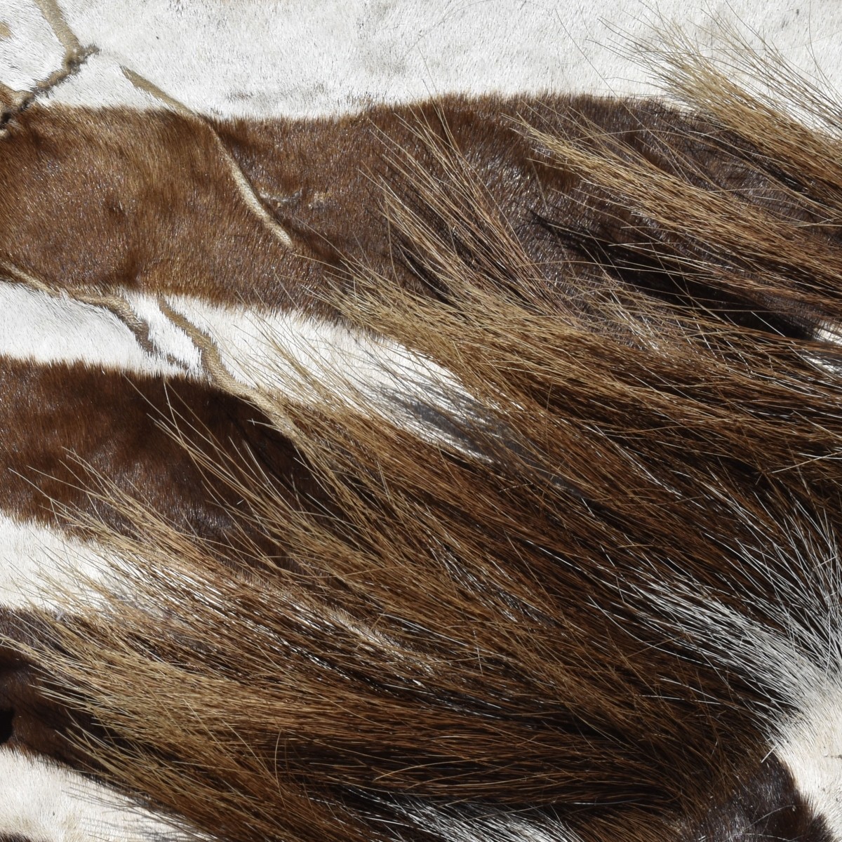 Zebra Full Body Rug