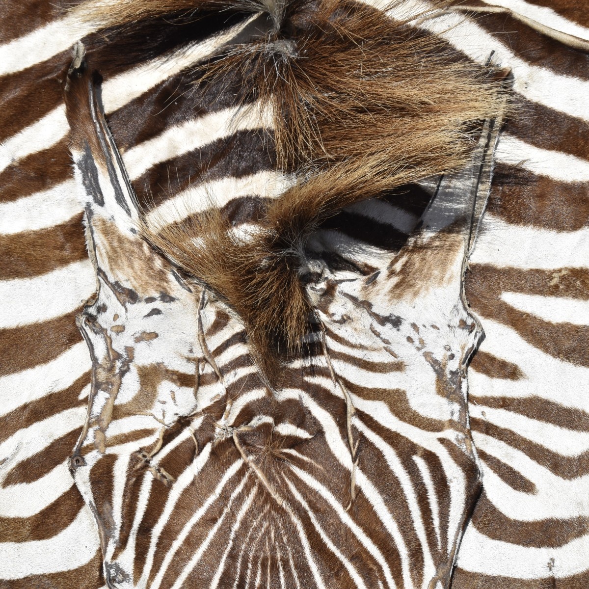 Zebra Full Body Rug