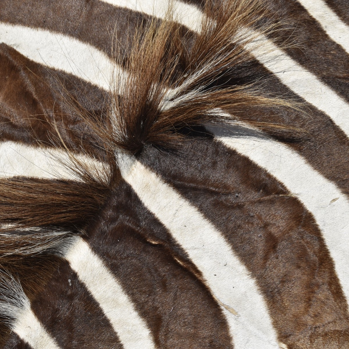 Zebra Full Body Rug