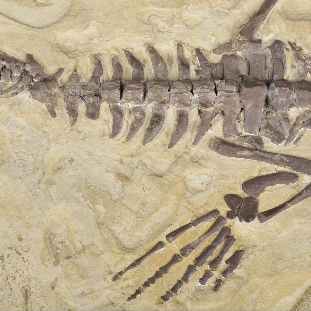 Prehistoric Fossils