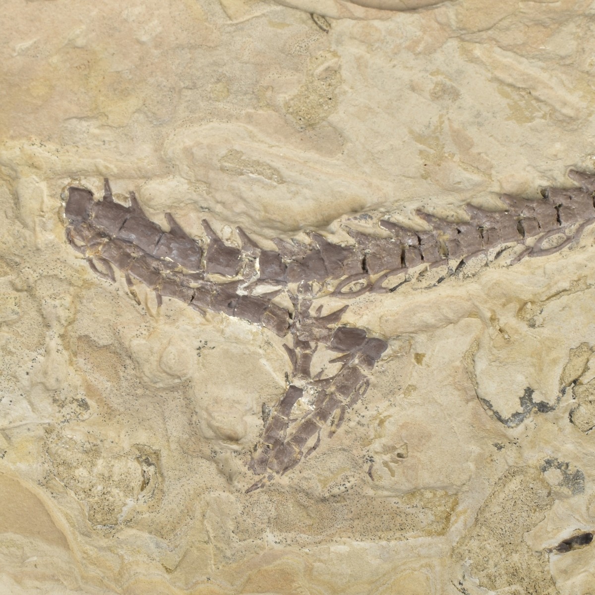 Prehistoric Fossils