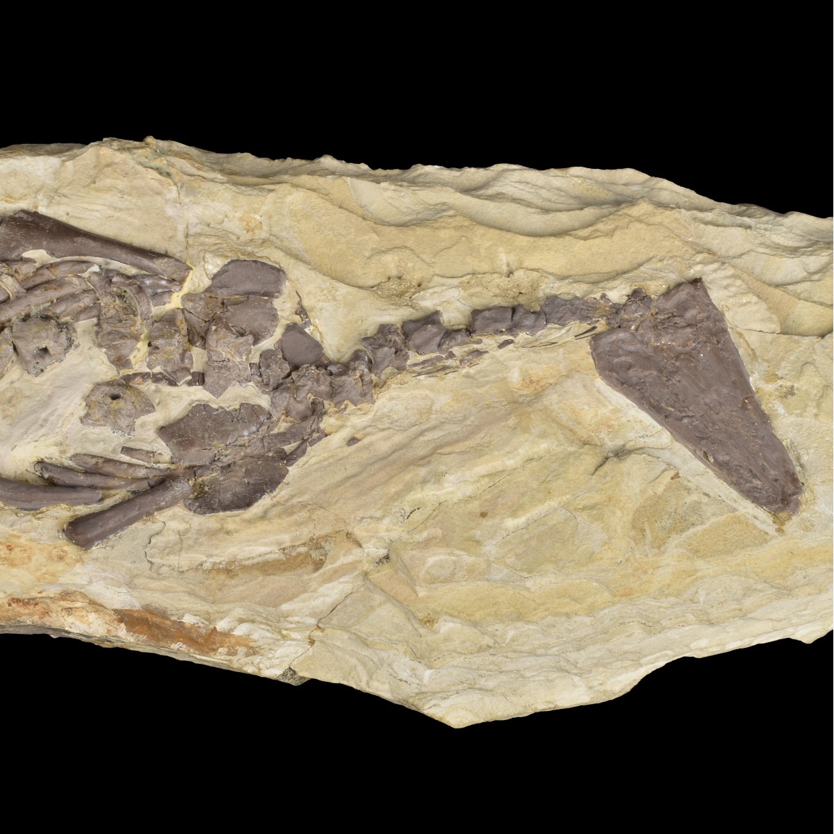 Prehistoric Fossils