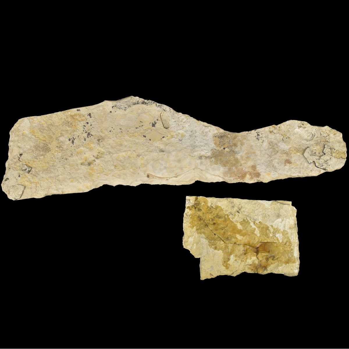Prehistoric Fossils