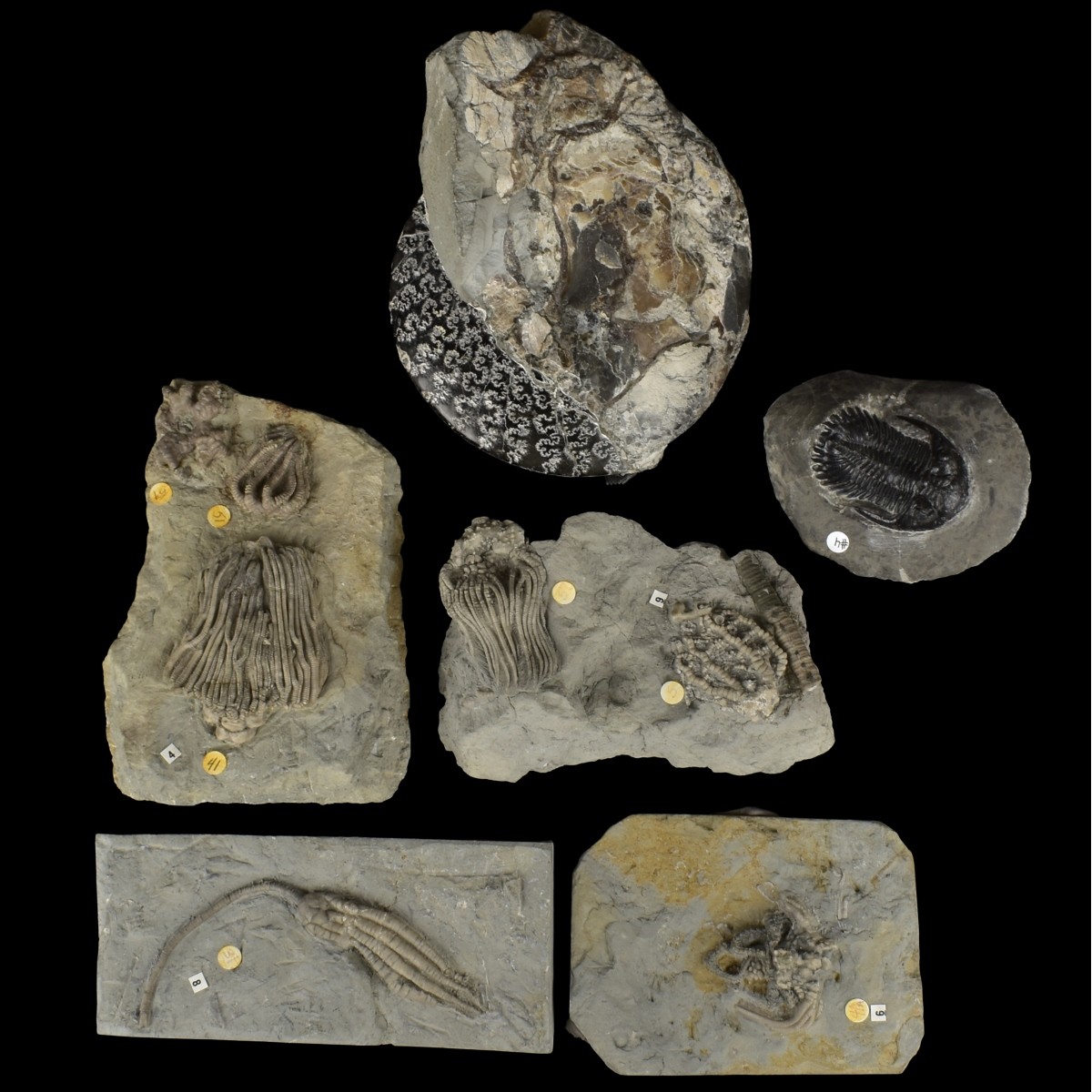 Prehistoric Fossils