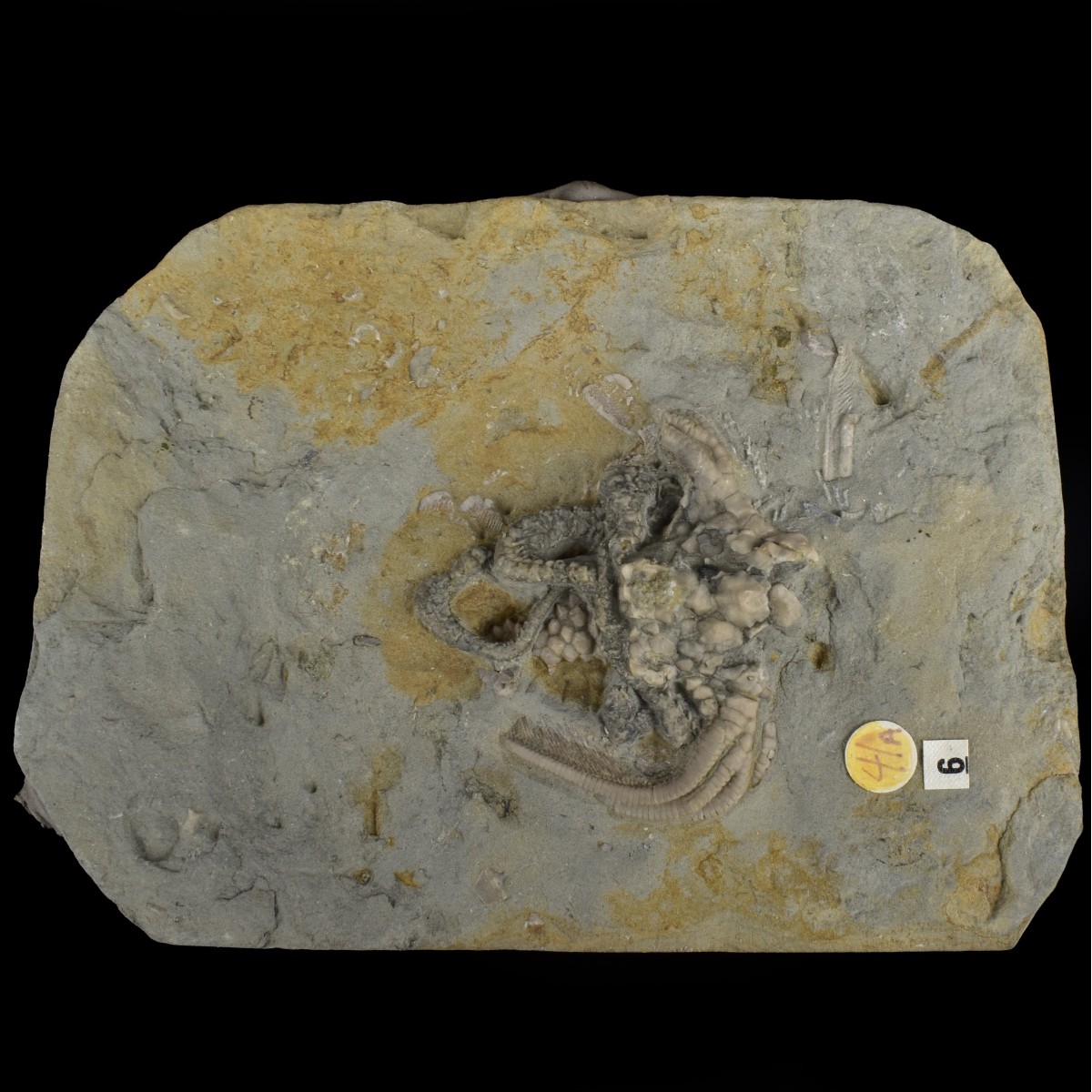 Prehistoric Fossils
