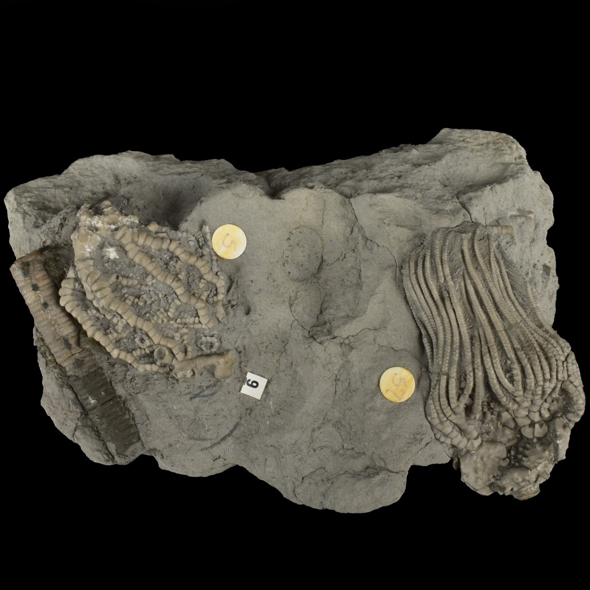 Prehistoric Fossils