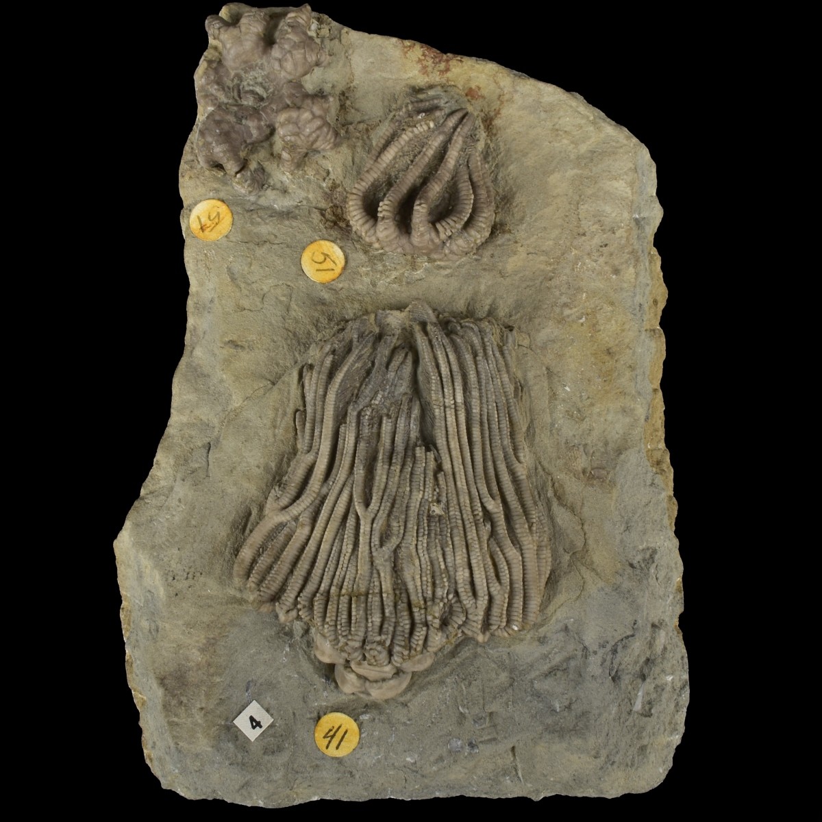 Prehistoric Fossils