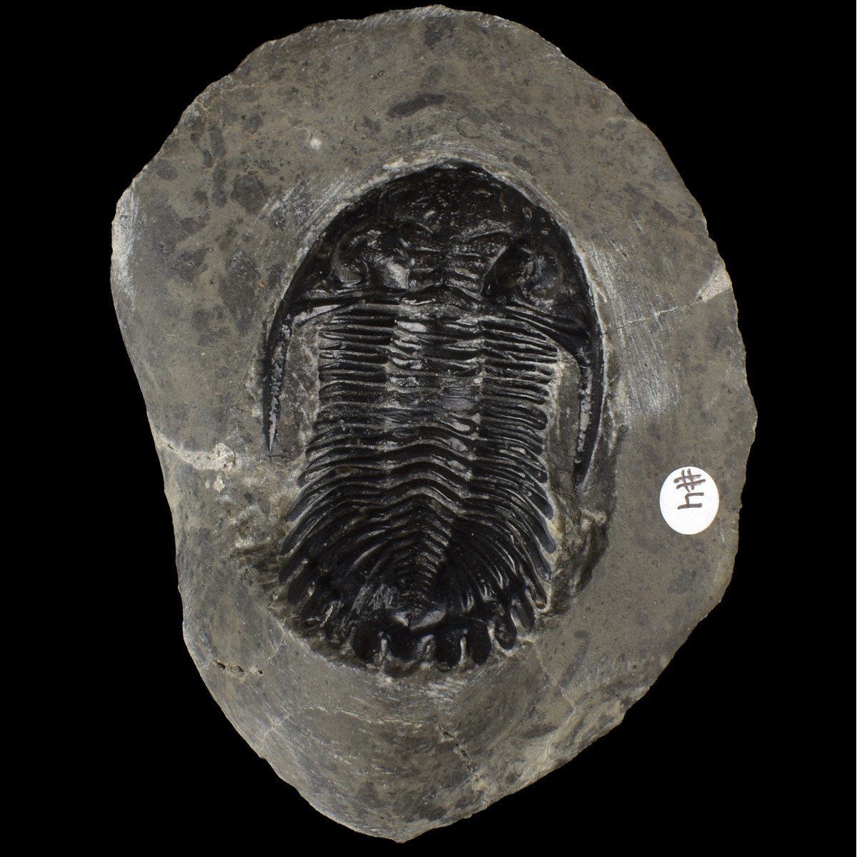 Prehistoric Fossils