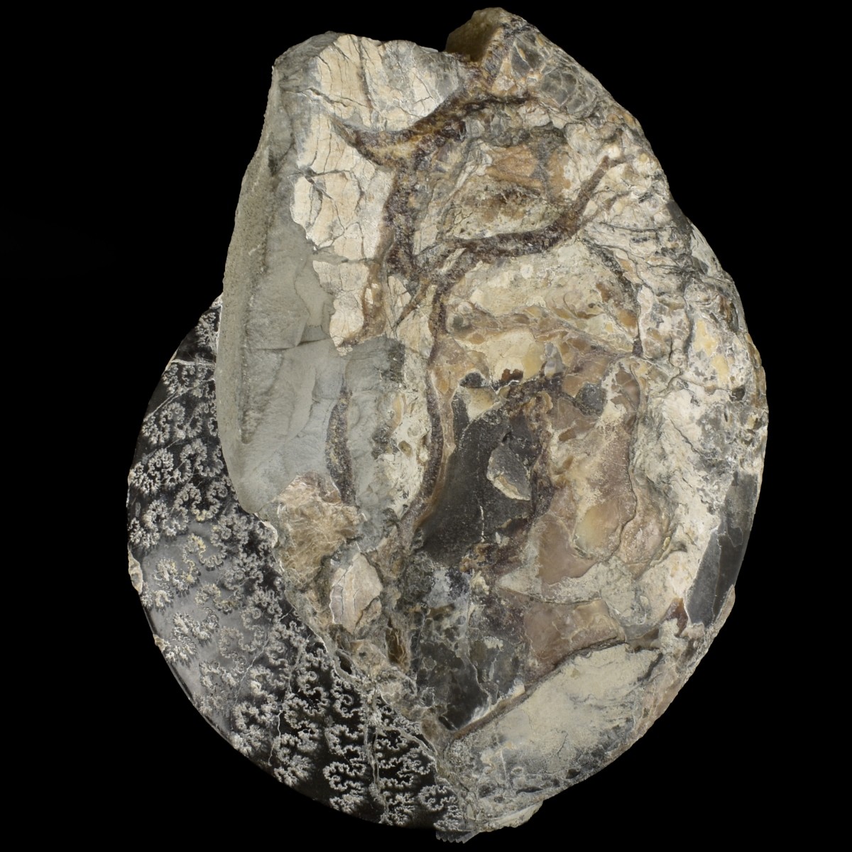 Prehistoric Fossils