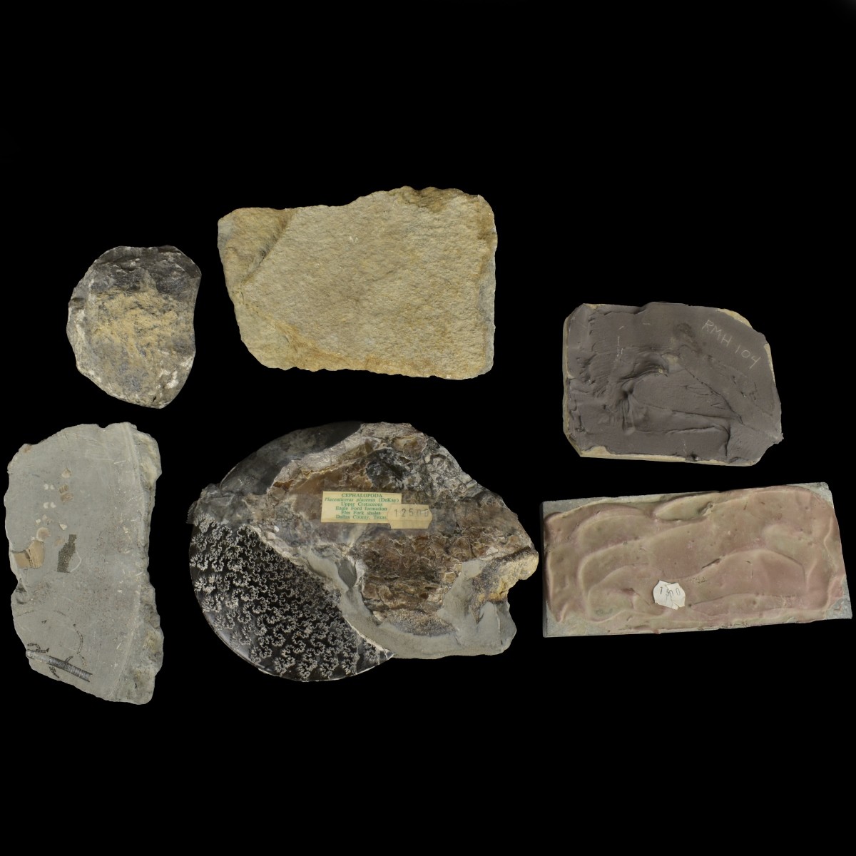 Prehistoric Fossils