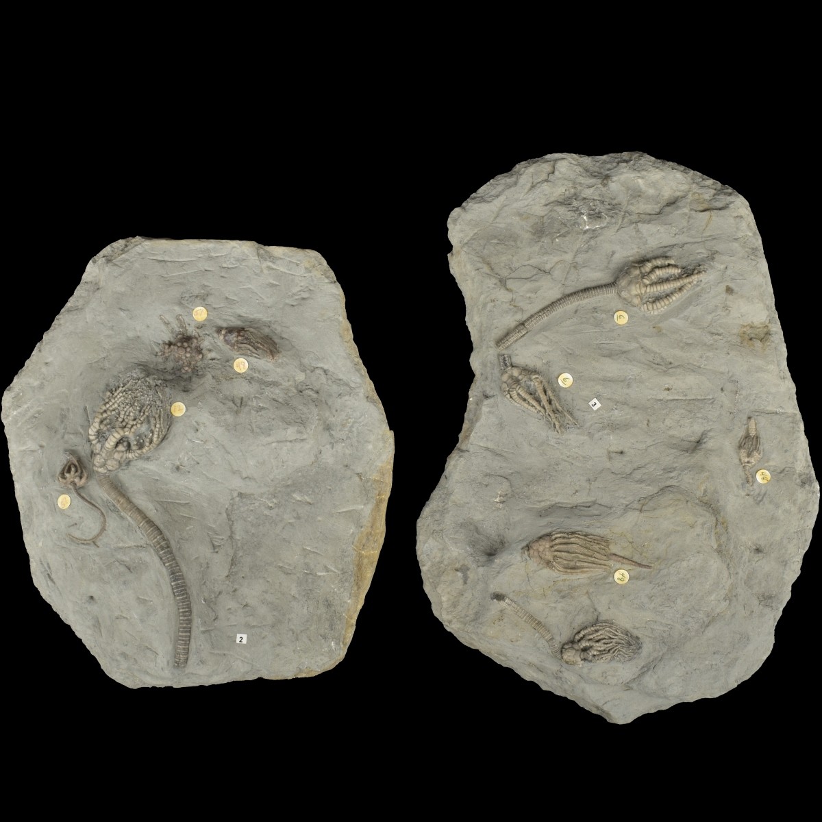 Prehistoric Fossils