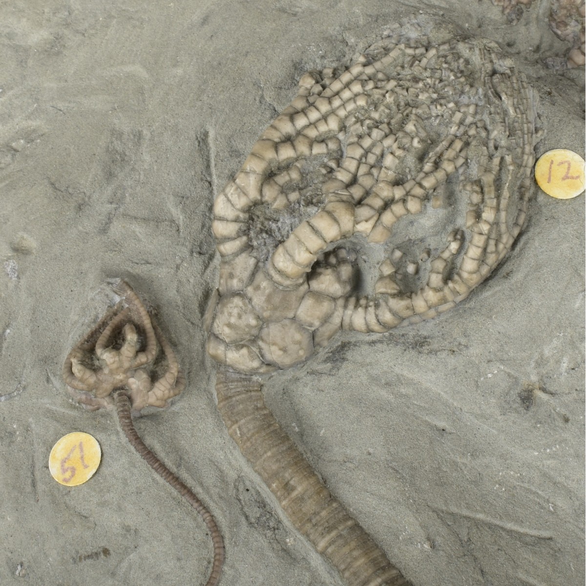 Prehistoric Fossils