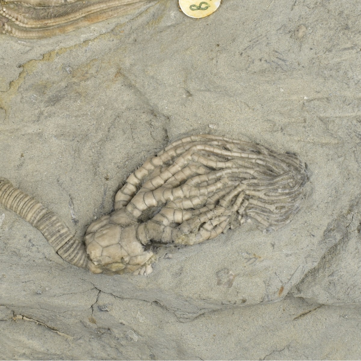 Prehistoric Fossils