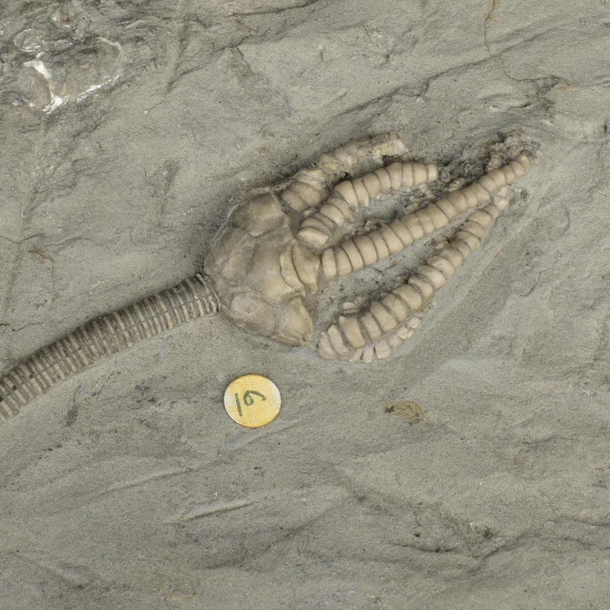 Prehistoric Fossils