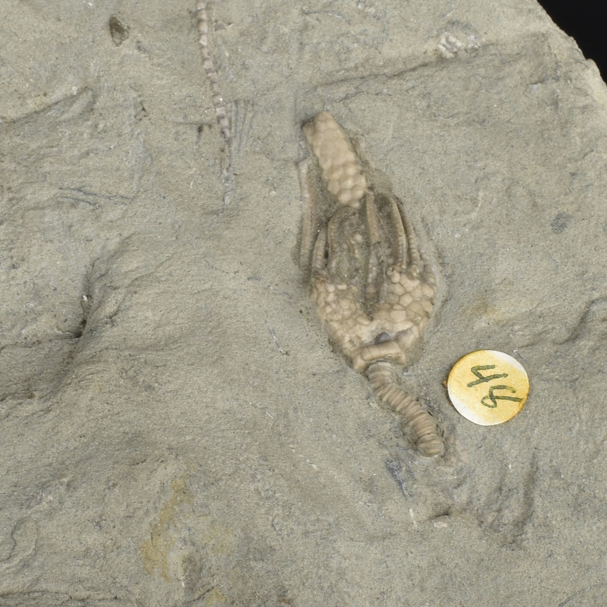 Prehistoric Fossils