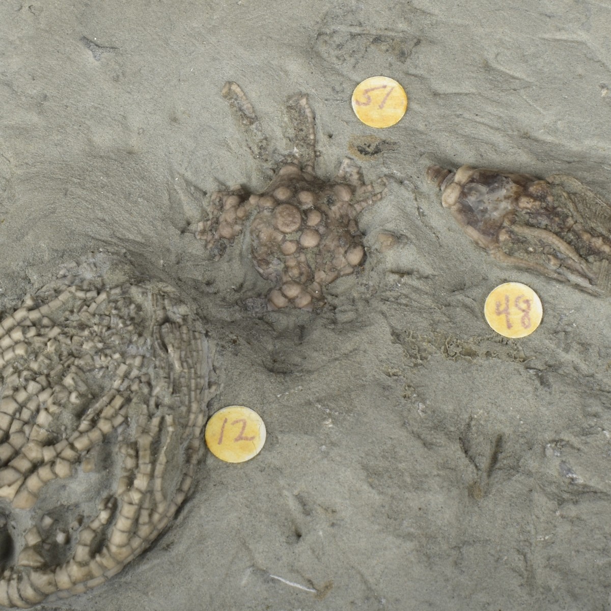 Prehistoric Fossils