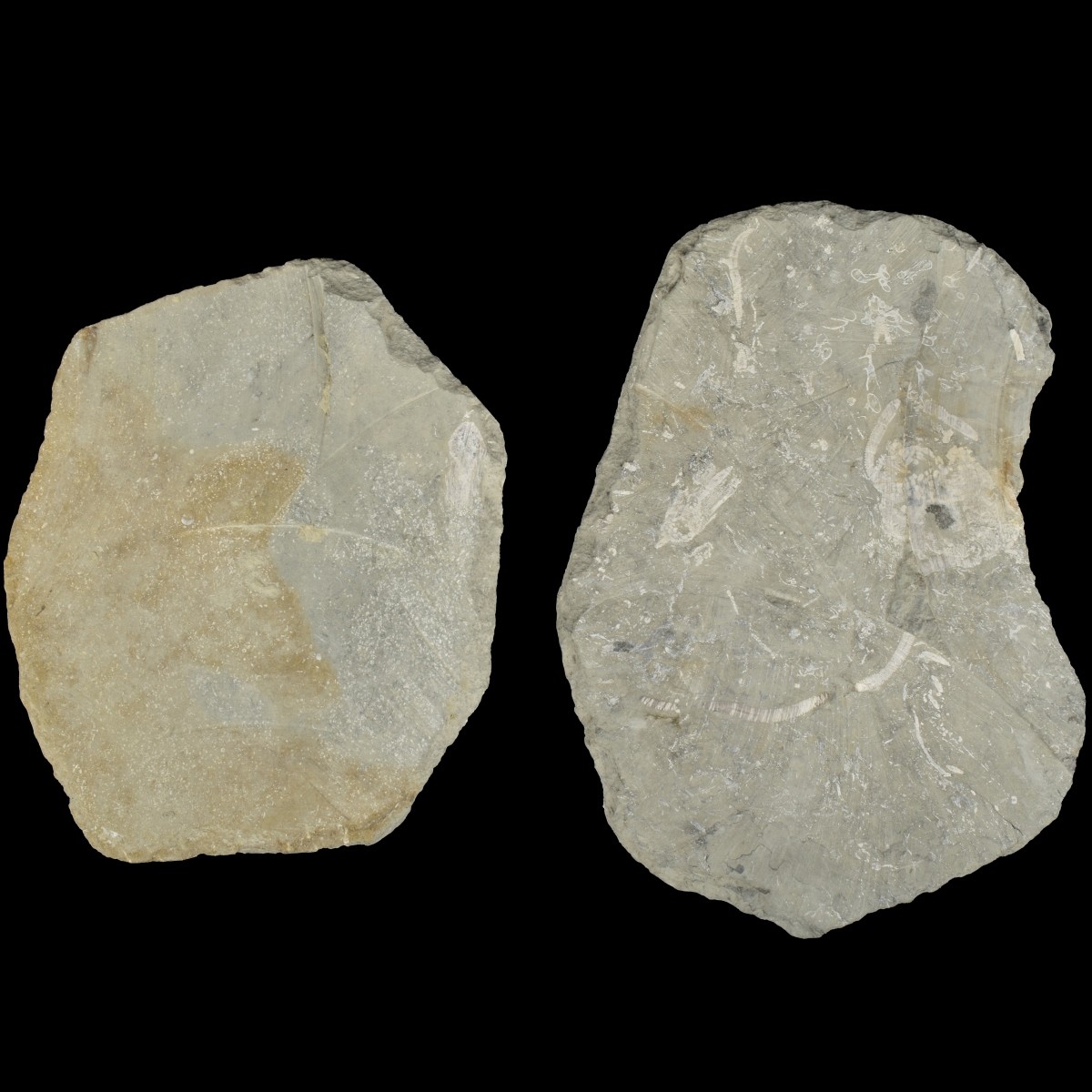 Prehistoric Fossils