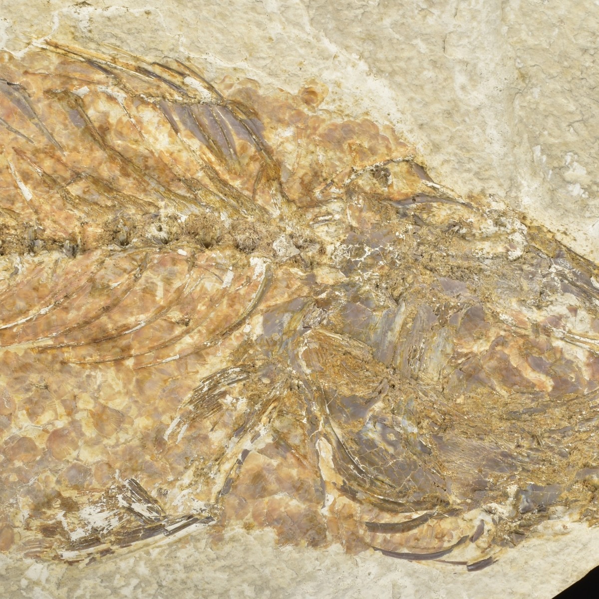 Fossilized Fish