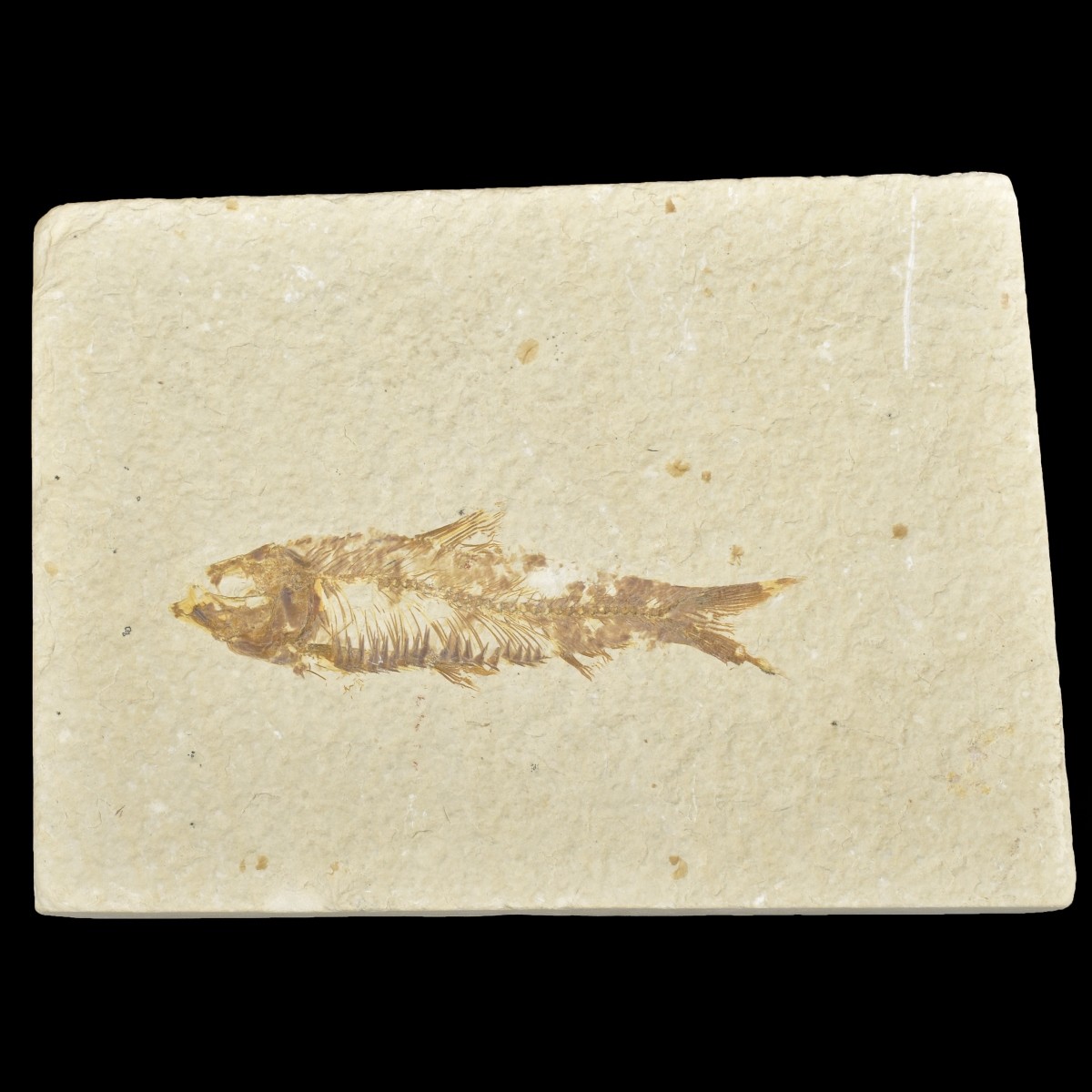 Fossilized Fish