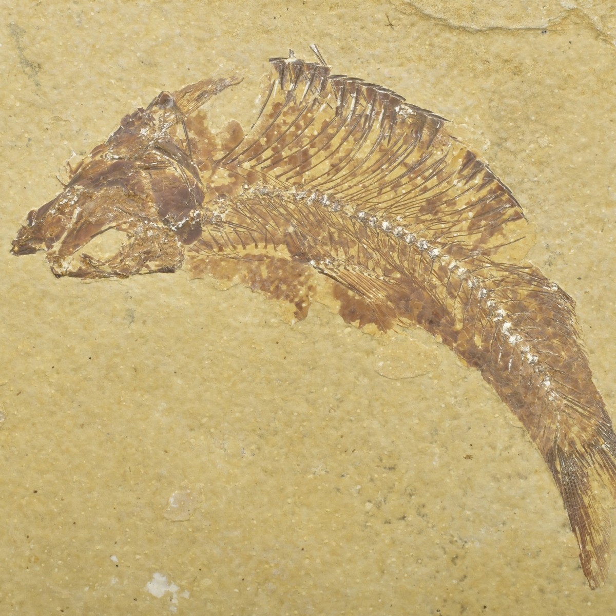 Fossilized Fish