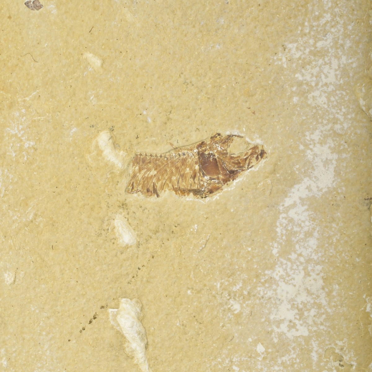 Fossilized Fish