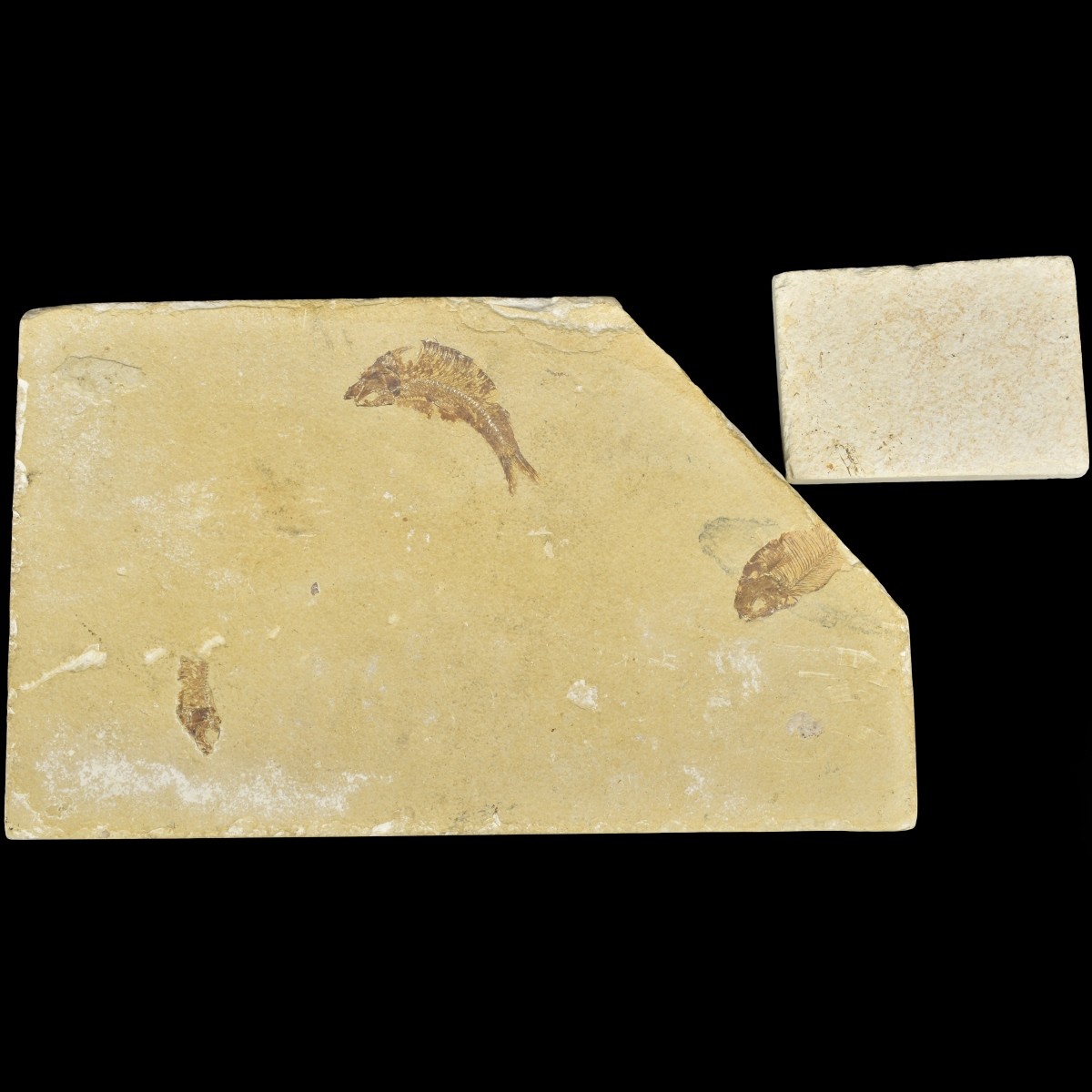 Fossilized Fish